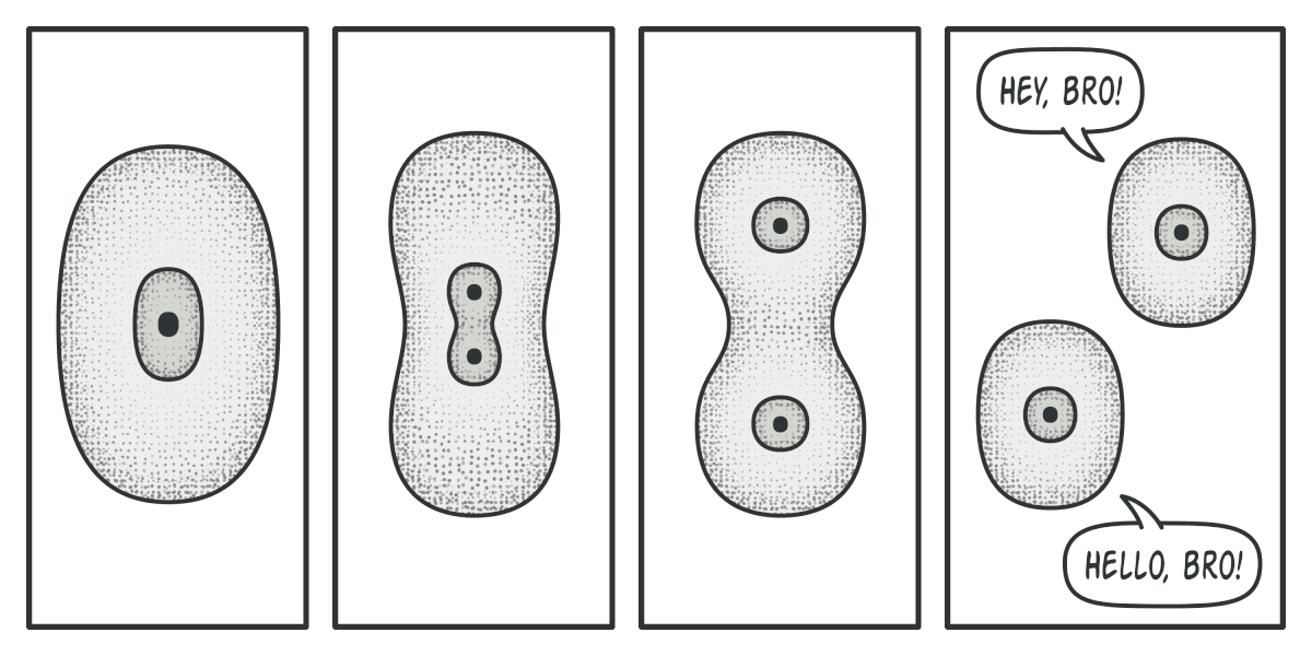 Cell division